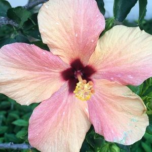 Meet your Posher, Alivia